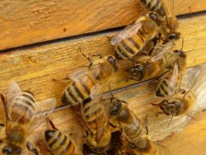 Bee